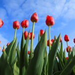 Red Tulip Bulbs